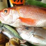 湘南朝どれ刺身×魚の串焼き たまりば - 白身のトロとも呼ばれるノドグロ