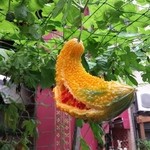 首里製麺 - ゴーヤは熟すと黄色くなり割れて赤い種が見えてきます。