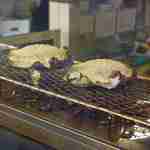 しばし天然物のたい焼きが出来上がる姿を見ながら待つ事にします。