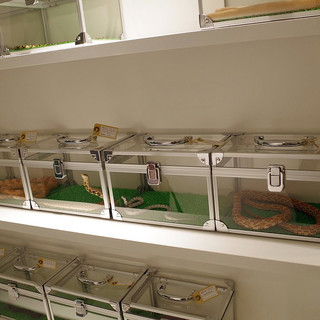 東京スネークセンター_1