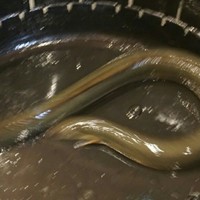 うなぎのしろむら - 腹が緑の天然ウナギ