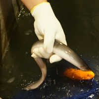 うなぎのしろむら - 