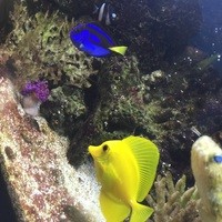 和彩厨房 KATURA - カウンター横の水槽 夏はこの席暑いです