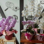 ハウスメッツガー・ハタ - 開店祝いの蘭