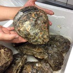 Pon kichi - 徳島産岩牡蠣の生牡蠣 