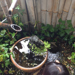 とらい - めだか？がいて可愛い