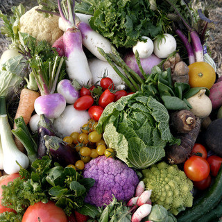 近江野菜100種類以上