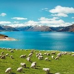 シリンゴル - New Zealand Lamb and Mutton