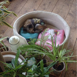 cocoo cafe - ユナちゃん、接客終わってひと眠り^o^