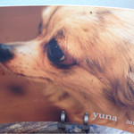 cocoo cafe - チワワの店員犬、ユナちゃん^o^