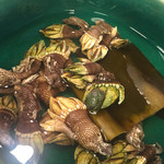 かもん亭 - 亀の手、、、エグい