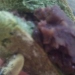 きりん屋 - あんこもたっぷり