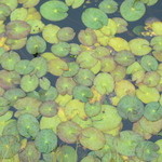 コーヒースポット - あめに濡れる羊草はつややかでした。