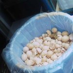 渡辺商店 - 手割の証拠　卵の殻