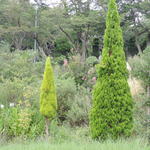 ビブラ ビブレ - 