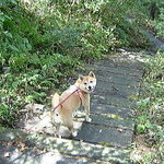 軽井沢の芽衣 - 早く来るでし・・・Nana談