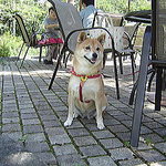 軽井沢の芽衣 - 気持ちいひぃぃ~