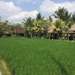 Bebek Tepi Sawah - 中庭