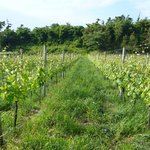 カーブドッチ - 