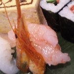 十七代目 紀ノ重 - ナミクダヒゲエビ