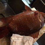 味あら井 - シブダイは素晴らしい！  生きてます