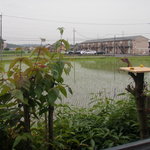 珈琲茶房　華なり - 窓の向こうには田んぼが広がるのどかな風景が（６月）