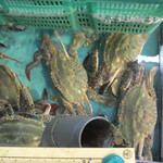 マルトモ水産 鮮魚市場 - イケスの蟹