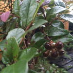 MOKICHI TRATTORIA - お庭の植栽がすてき