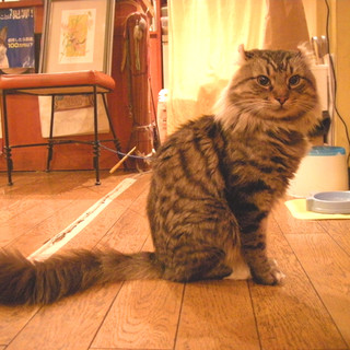 紅茶とワインの美味しいお店 By Naconeco ディー カッツェ Tea Wine Die Katze 新宿御苑前 紅茶専門店 食べログ