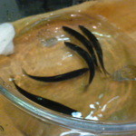 ふじ - 生きたままの稚鮎