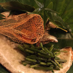 祇園 末友 - 卵黄