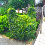 野さか - 豚型にカットされています