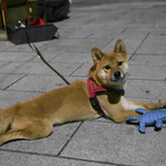 麵 ・ 微涼 Taiwanese Cold Noodle - かわいい犬