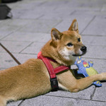 麵 ・ 微涼 Taiwanese Cold Noodle - かわいい犬