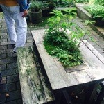 ツリートランク - 