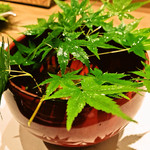 炭火割烹 白坂 - 蟹と雲丹を使った•••