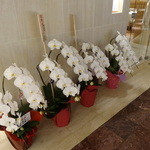 レストランエール - 