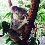 Cairns Tropical Zoo - コアラと一緒に朝ごはんツアー