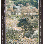 近藤商店 - ただいま　写真　シロヤマザクラ　吹雪展示いたしております