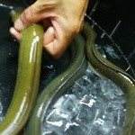 かぶと - 四万十