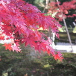 Inodakohi - 高台寺