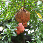 茶寮 宝泉 - お庭にザクロ！！Σ(ﾟДﾟ)