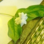 レッド オーキッド - 