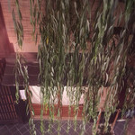 御二九と八さい はちべー - 