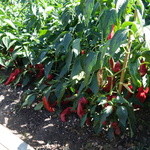 Azurmendi - とうがらしが