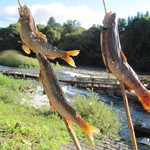 落ち鮎×２匹とイワナ？