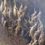 布部やな場 - 鮎