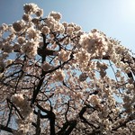 喜六そば - おまけ② 龍谷時のモリオカシダレUP♪