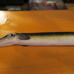 うなぎ屋酒坊・画荘 越後屋 - 27年9月　天然鰻