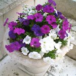 Alberobello - 鉢花も綺麗